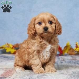 Bently, Cavapoo Puppy